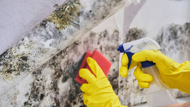 Best Mold removal after water damage  in Shannon Hills, AR